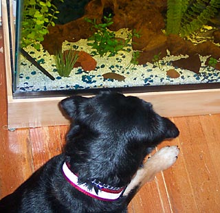 picture of our dog, sally, staring into the fish tank